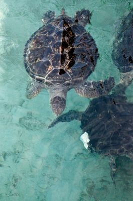 新江ノ島水族館